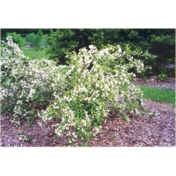 krzewy Krzewuszka biała weigela white