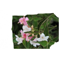 krzewy Krzewuszka Candida K60