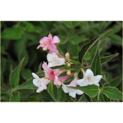 krzewy Krzewuszka Candida K60