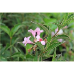 krzewy Krzewuszka Candida K60