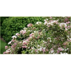 krzewy Krzewuszka Candida K60