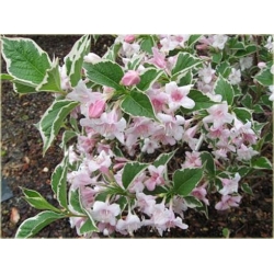 krzewy Krzewuszka Candida K60