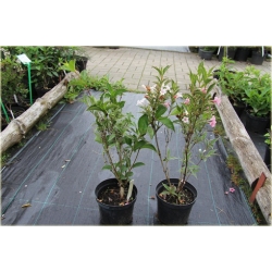 krzewy Krzewuszka cudowna K171