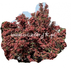 krzewy Krzewuszka cudow purpurowa K61