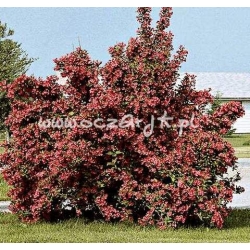 krzewy Krzewuszka cudow purpurowa K61