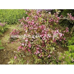 krzewy Krzewuszka cudow purpurowa K61