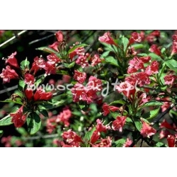 krzewy Krzewuszka cudow purpurowa K61