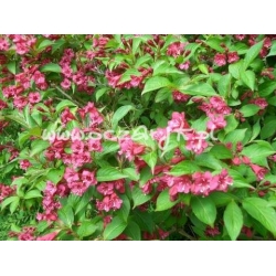 krzewy Krzewuszka cudow purpurowa K61