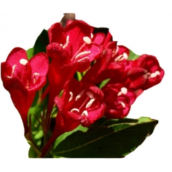 krzewy Krzewuszka Eva Rathke K97