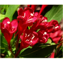 krzewy Krzewuszka Eva Rathke K97