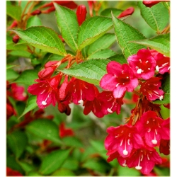 krzewy Krzewuszka Eva Rathke K97