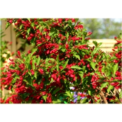 krzewy Krzewuszka Eva Rathke K97