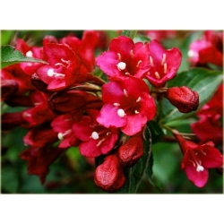 krzewy Krzewuszka Eva Rathke K97