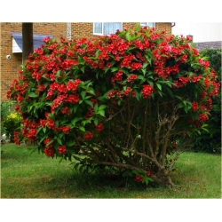 krzewy Krzewuszka Eva Rathke K97