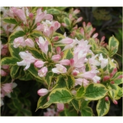 krzewy Krzewuszka Nana K102