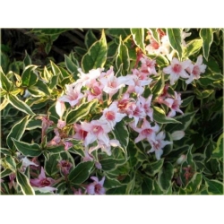 krzewy Krzewuszka Nana K102