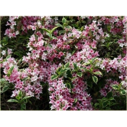 krzewy Krzewuszka Nana K102