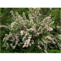 krzewy Krzewuszka Nana K102