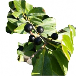 krzewy Laurowiśnia Etna K228