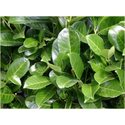 krzewy Laurowiśnia Etna K228