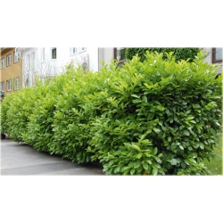 krzewy Laurowiśnia Etna K228