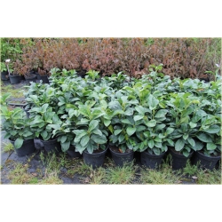 krzewy Laurowiśnia Etna K228