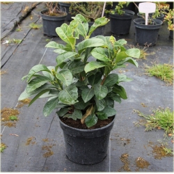 krzewy Laurowiśnia Etna K228