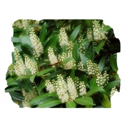 krzewy Laurowiśnia Herbergii K136