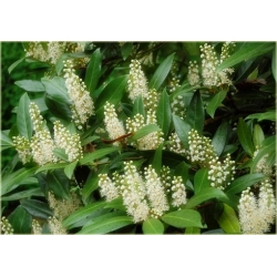 krzewy Laurowiśnia Herbergii K136