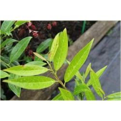 krzewy Laurowiśnia Herbergii K136