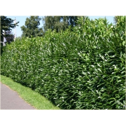 krzewy Laurowiśnia Herbergii K136