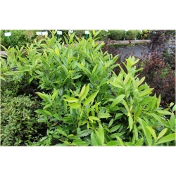 krzewy Laurowiśnia Herbergii K136