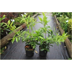 krzewy Laurowiśnia Herbergii K136