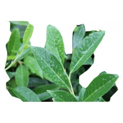 krzewy Laurowiśnia wschodnia K134