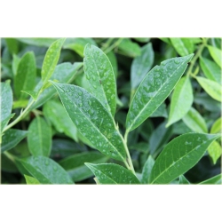 krzewy Laurowiśnia wschodnia K134