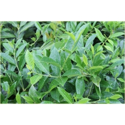 krzewy Laurowiśnia wschodnia K134