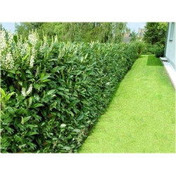 krzewy Laurowiśnia wschodnia K134