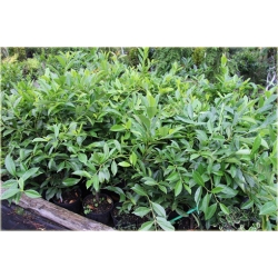 krzewy Laurowiśnia wschodnia K134