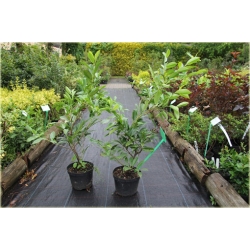 krzewy Laurowiśnia wschodnia K134