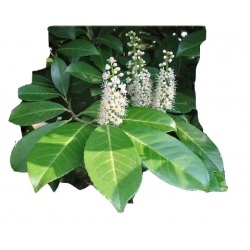 krzewy Laurowiśnia Otto Luyken K100