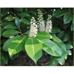 krzewy Laurowiśnia Otto Luyken K100