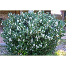 krzewy Laurowiśnia Otto Luyken K100