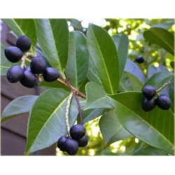 krzewy Laurowiśnia Otto Luyken K100