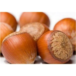 krzewy Leszczyna, Orzech laskowy Olbrzymi K220