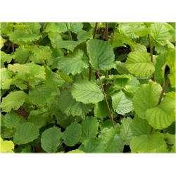 krzewy Leszczyna, Orzech laskowy Olbrzymi K220