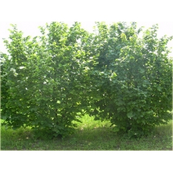 krzewy Leszczyna, Orzech laskowy Olbrzymi K220