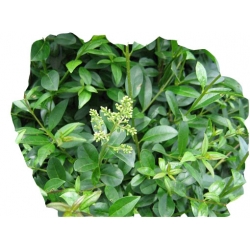 krzewy Ligustr pospolity K52