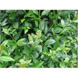 krzewy Ligustr pospolity K52