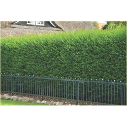 krzewy Ligustr pospolity K52