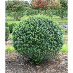 krzewy Ligustr pospolity K52